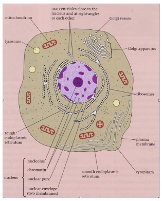 AQA AS Biology Notes: Cells - Structure Of Eukaryotic ...