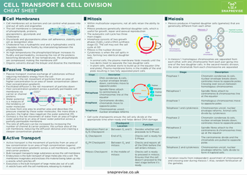 cell division notes