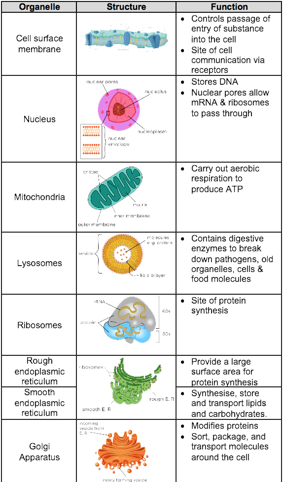 A-level Biology AQA Notes: Structure Of Eukaryotic Cells ...