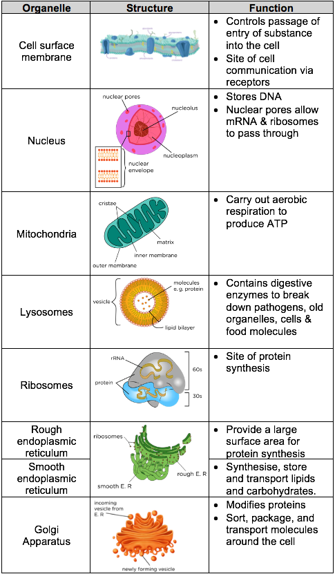 A-level Biology OCR Notes: Cell Structure - A-LEVEL NOTES